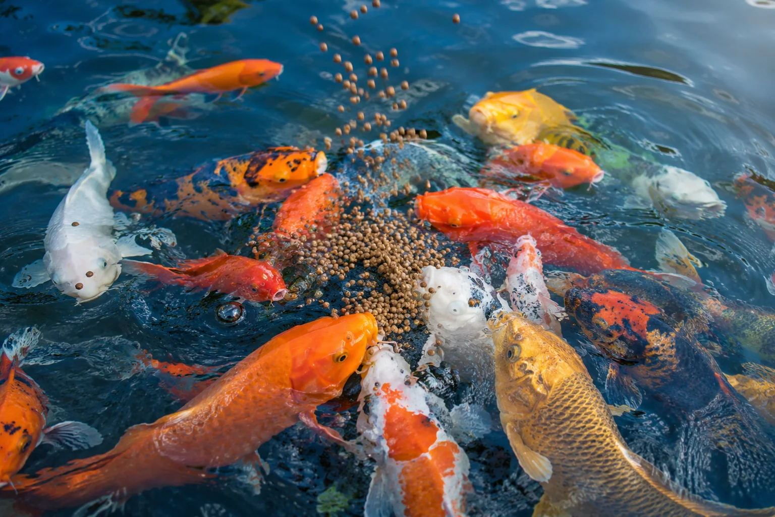 High-quality fish pond food products